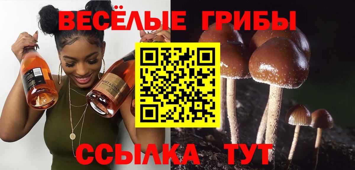 Псилоцибиновые грибы Psilocybe  Вход с VPN  Малоярославец 